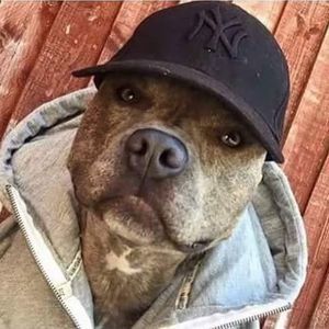 Meet your Posher, Jordon